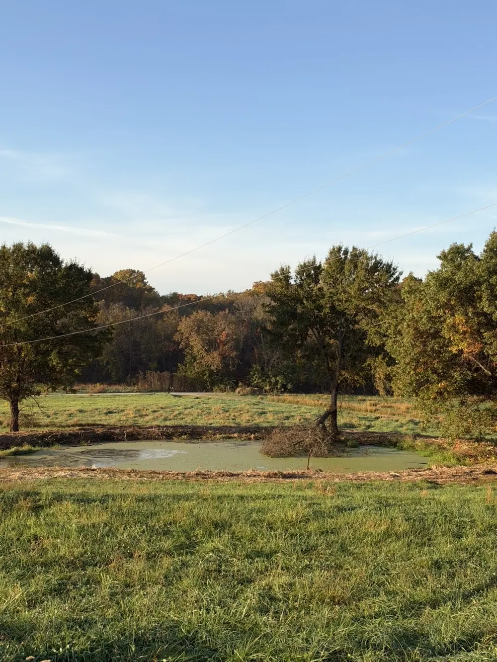 Brush cleared around a farm pond